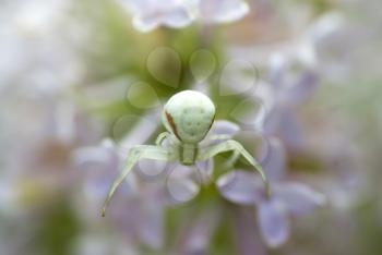 Royalty Free Photo of a Spider on Flowers