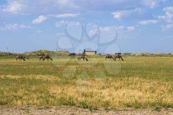 Royalty Free Photo of Camels in Turkmenistan
