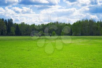 Royalty Free Photo of Horses in a Field