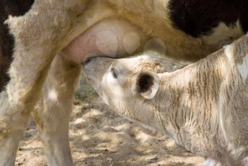 Royalty Free Photo of a Calf and Cow