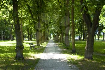 Royalty Free Photo of a Walkway in a Forest