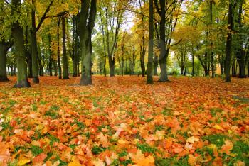 Royalty Free Photo of an Autumn Forest