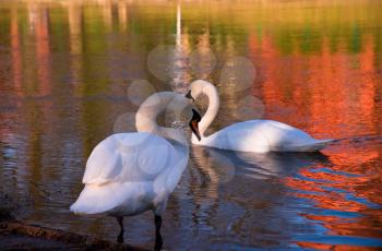 Royalty Free Photo of Swans