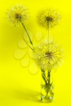 Royalty Free Photo of a Vase of Dandelions