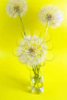 Royalty Free Photo of a Vase of Dandelions