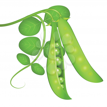 Royalty Free Clipart Image of Peas in the Pod