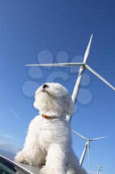 Aerial composition. Little white dog sniffing the air, wind turbines in the background.