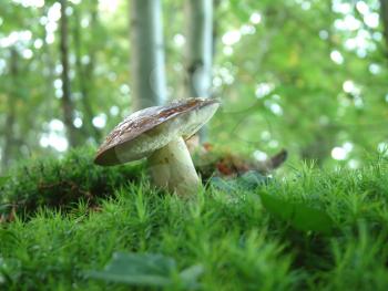 Boletus in the woods, a very tasty mushroomon on the moss, in Brittany, France