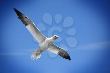 Flying Northern gannet against a blue sky, with a vignetting effect.