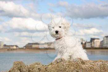 A cute bichon frise puppy at the sea