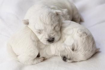 Adorable sleeping puppies, only a few days old