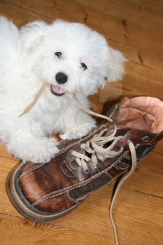 Naughty puppy eating shoelaces (bichon frise)