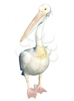 White pelican isolated, picture taken in London