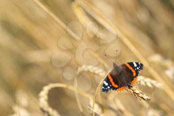 Red Admiral butterfly (Vanessa atalanta) on an ear of wheat