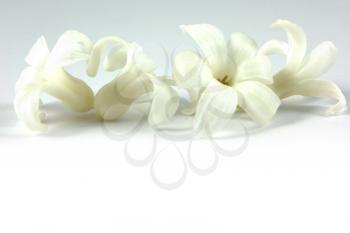 Hyacinth header for spring, on a white background