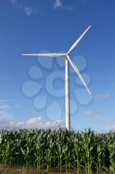 Wind turbines in a field of green corn, in summer.