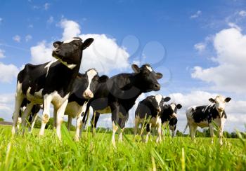Holstein cows in the meadow