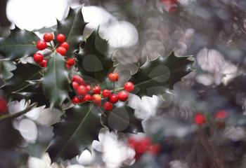 holly tree and red berries in the winter