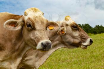 Portrait of Aubrac cows in the meadow