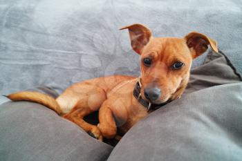 Brown miniature Pinscher dog relaxing home over gray sofa
