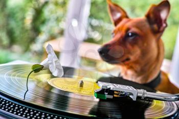 Concept of a funny dog near a turntable with vinyl disc and white flower