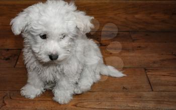 Portrait of a white sad bichon puppy  looking guilty