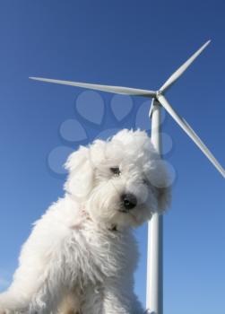 White dog with wind turbine in the background over deep blue sky