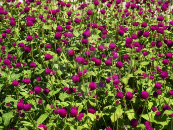 Pink clover flower bed lot in the sunlight. Rhodes island, Greece.