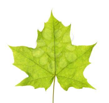 Green maple leaf isolated on white bckground.
