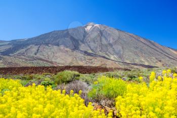 Teide volcano peak with yellow flowers in the foreground, Tenerife island, Spain.
