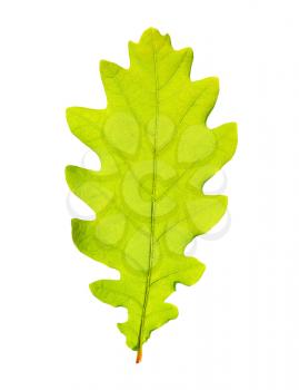 Green oak leaf isolated on white backgrpund.