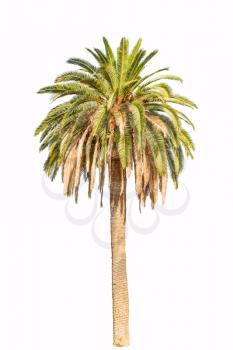Tall green palm isolated on white background.