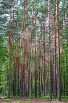 Green pine tree forest vertical scenery.