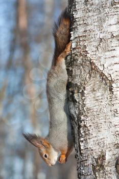 Royalty Free Photo of a Squirrel Sitting in a Tree Eating a Nut