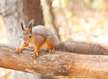 Royalty Free Photo of a Cute Squirrel Balancing on a Tree Trunk