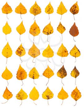 Royalty Free Photo of Rows of Colorful Birch Tree Leaves