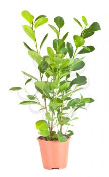 Ficus in the brown pot isolated on white background