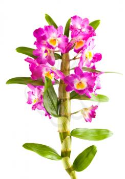 Pink orchid flower branch with leaves isolated on white background