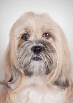 Close up portrait of lhasa apso dog on gray background