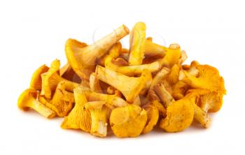 Heap of chanterelle mushrooms isolated on white background
