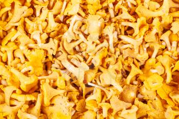 Background from ripe yellow chanterelle mushrooms top view