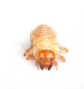 Royalty Free Photo of a Chafer Larva