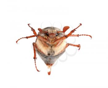 Royalty Free Photo of a Chafer