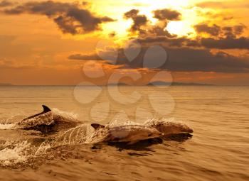 Royalty Free Photo of Three Dolphins Swimming