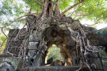 Royalty Free Photo of Banyan Trees on Ruins in Beng Mealea Temple, Cambodia