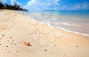 Royalty Free Photo of a Seashell on a Beach