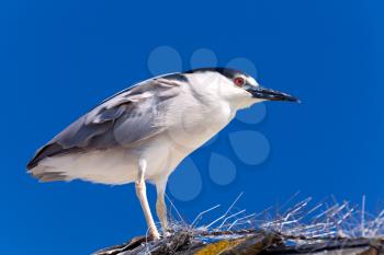 Royalty Free Photo of a Black-Crowned Night Heron