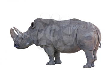 Royalty Free Photo of a Grey African Rhinoceros