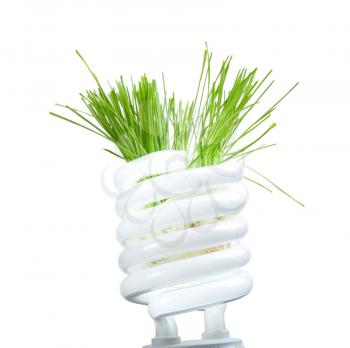 Royalty Free Photo of Green Grass Growing From a Light Bulb