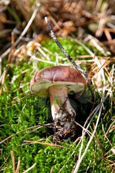 Xerocomus badius mushroomon green grass in the forest

